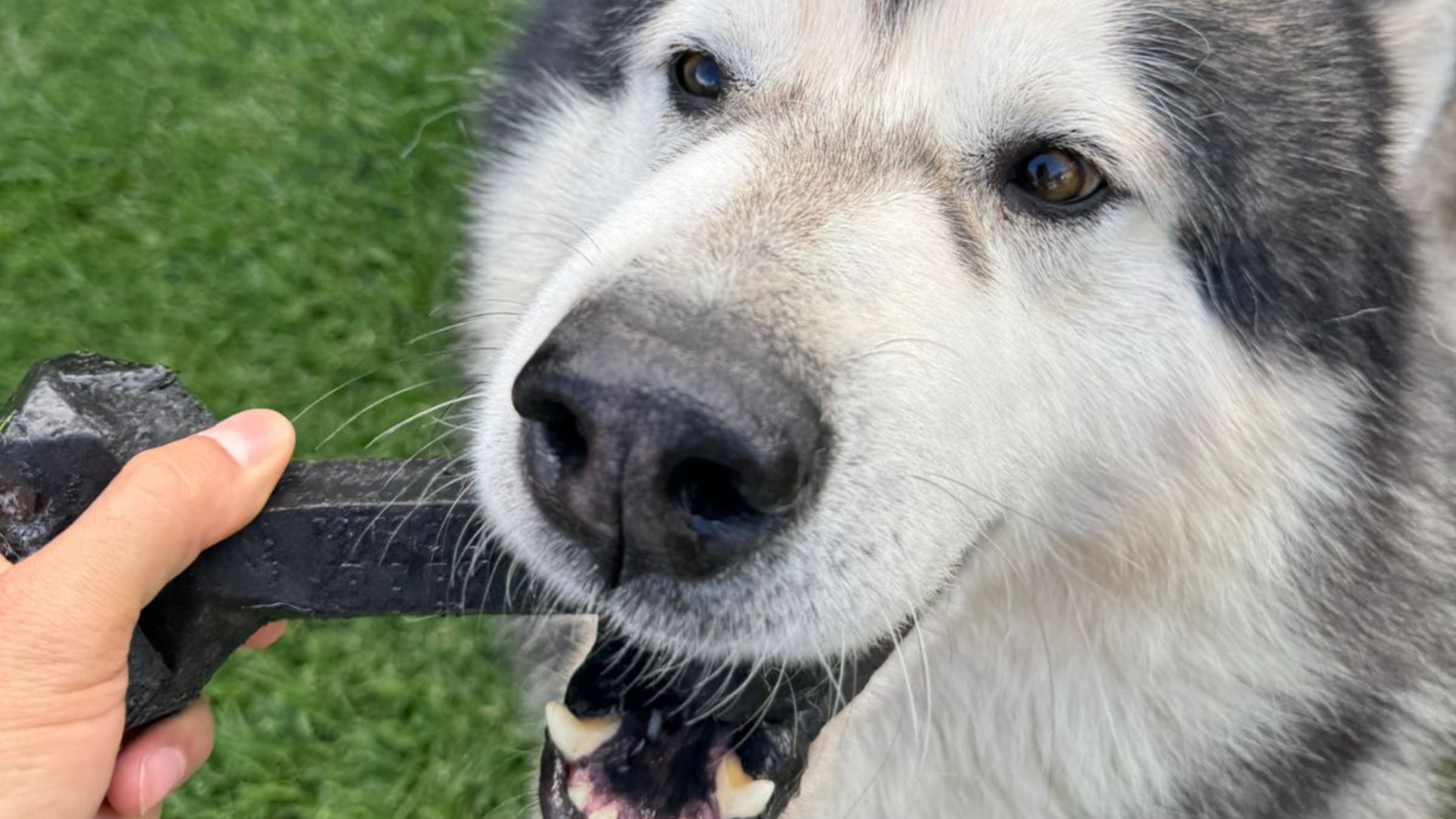 Juguetes y salud dental: cómo los Sensorial Bone ayudan a mantener una boca sana